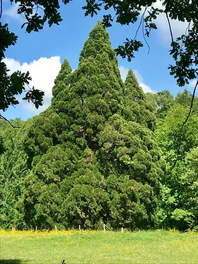 Domaine De Joreau Gennes-Val-de-Loire ภายนอก รูปภาพ